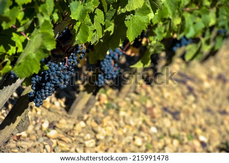Grapes in Bordeaux Vineyard - Saint-Emilion