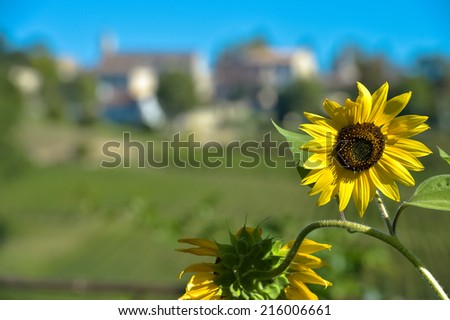 Sunflover-Vineyard landscape-Village south west of France