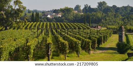 Saint-Emilion-Vineyard landscape-Vineyard south west of France-Pomerol