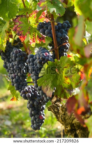 Red grape from the vine in Bordeaux vineyard