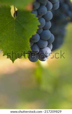 Red grape from the vine in Bordeaux vineyard