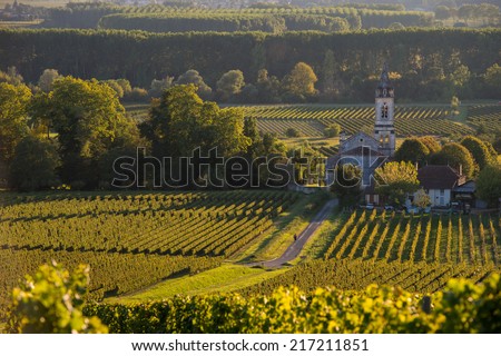 Vineyard landscape-Vineyard south west of France-Sauternes-Lo upiac