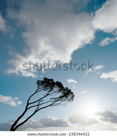 Wind swept tree on South west of France