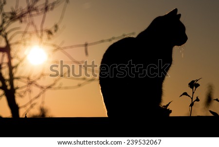 Black Cat outdoor and sunset