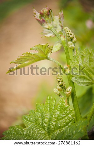 Vine Leaf in spring-Vineyard south west of France, Bordeaux Vineyard