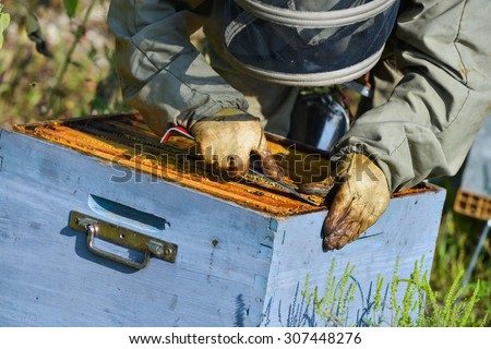 Bee Keeper Working with Bee Hives in a sunflower field