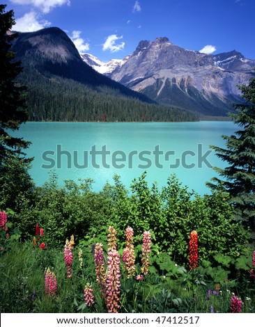 Canada Flowers on Emerald Lake Flowers   Yoho National Park  British Columbia  Canada