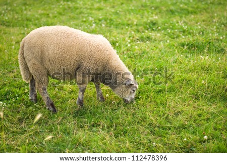 A sheep is eating grass in a field