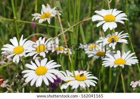 White daisy-chain flowers with bee in summer field, close