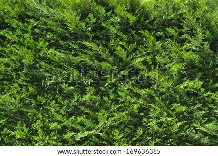 evergreen plant background