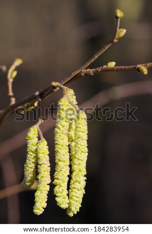birch tree seeds in spring, closeup