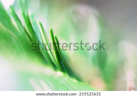 Close up of fresh morning dew on spring conifer leaf - christmas tree postcard