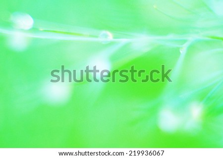 Water drop from green leaf on summer background - green leaf background with raindrops