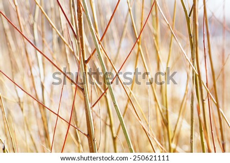 Detail of barley/grass with nice bright bokeh background