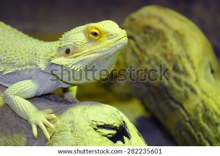 Green chameleon on a tree, lizard with a long tail standing on a piece of wood