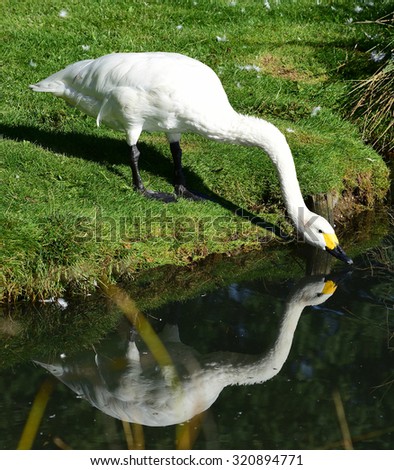 Bewick\'s Swan drinking from a pond.