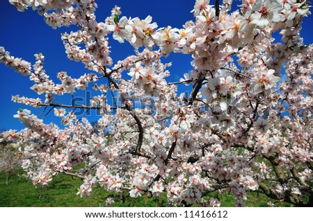 Spring fruit blossoms against a blue sky