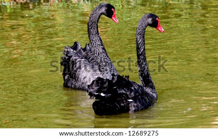 Pair of Black Swans courting in Regents Park.