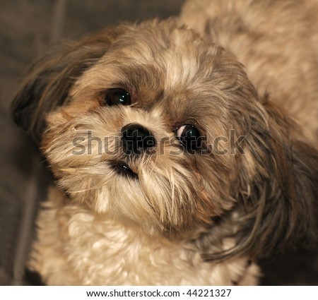 Shih  Puppies on Stock Photo   Portrait Of A Shih Tzu Puppy Looking Directly Into The