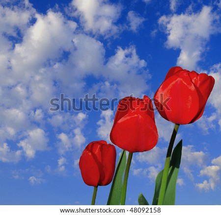 Three bright red Tulips with green stems with blue sky and puffy clouds.