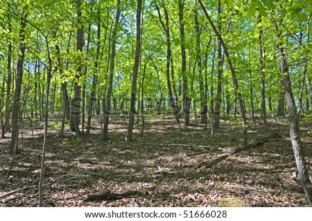 Thick young forest of trees on a late spring day.