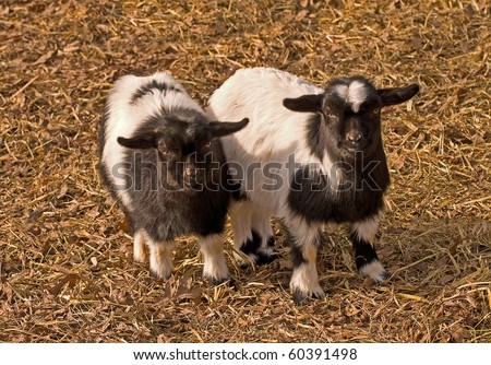 Two very young black and white Tennessee fainting goats