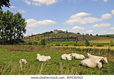 Charolais cows in a pasture near the French castle of Chateauneuf in Burgundy