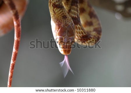 Brown Tree Snake Flicking Tongue