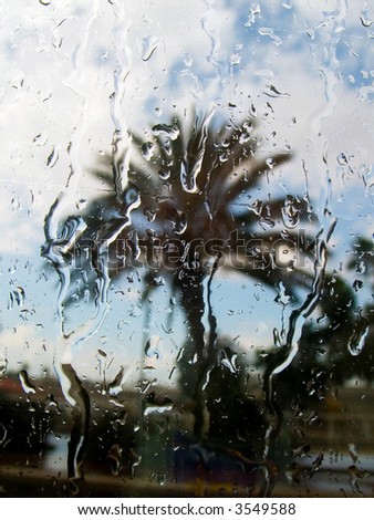 Kind of a palm tree from a window filled in by a rain.
