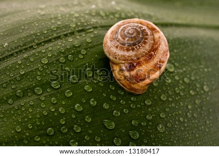 Snail covered by drops of water on a green leaf