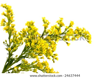 yellow flowers background. small yellow flowers on a