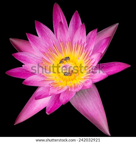Bees on Pink Lotus closeup isolated on black background