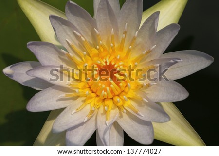 Lotus in Thailand