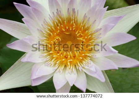Lotus in Thailand
