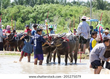 CHONBURI, THAILAND - JULY 6: Buffalo relax during wait for competition at Buffalo Racing Festival on 6 July 2014. Chonburi, Thailand. Buffalo Racing Festival is a tradition of Chonburi.