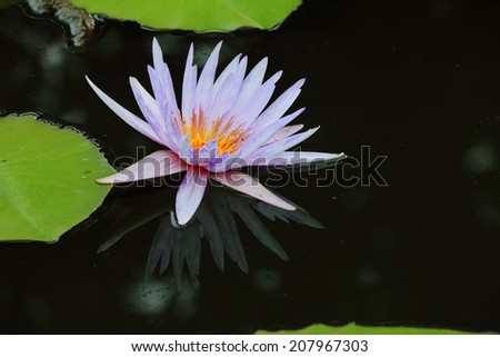 pond scenery with water lilly, Waterlily in garden pond.