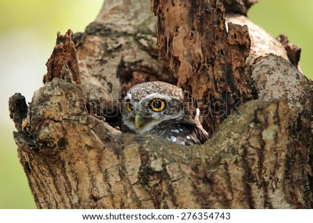 Young Spotted owlet( Athene brama) come out to see us in nature. spot owlet.