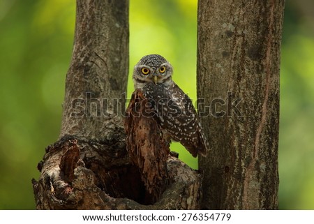 Young Spotted owlet( Athene brama) come out to see us in nature. spot owlet.