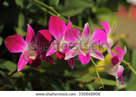 Beautiful pink Orchid in Thailand , indigenous flora of tropically beautiful orchid,naturally existing in Thailand.