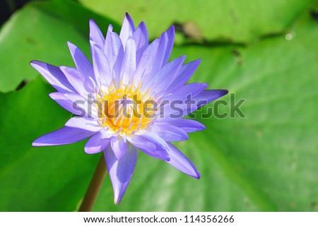 Purple day blooming water lily amid beautiful green lily pads