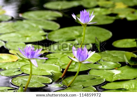 Water lily isolated on white background