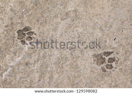 cat footprints on the snow as background