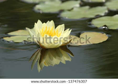 Yellow lotus in the pond.