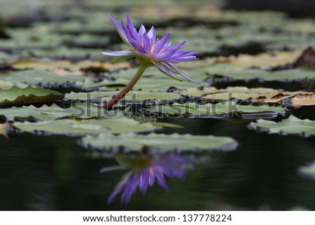 Water lily isolated on white background