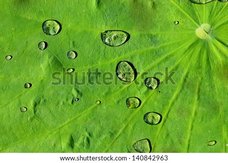 Water drop on lotus leaf.