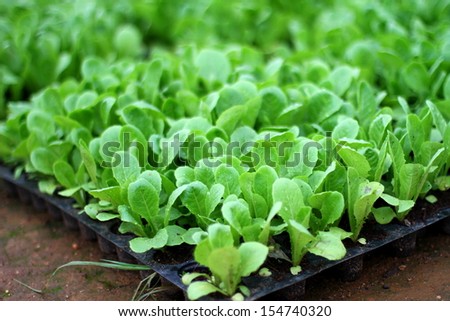 Vegetables grown in vegetable plots