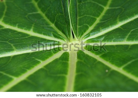 Papaya leaves
