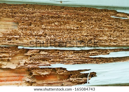 Traces of termites eat wood