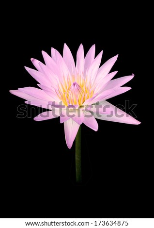 Pink lotus flower on a black background. For a background image.