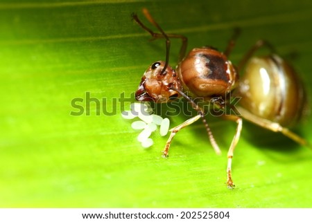 Weaver ant queen guarding her eggs